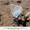 polyommatus amandus georgia male